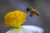 OZ Bee Removal Adelaide image 5